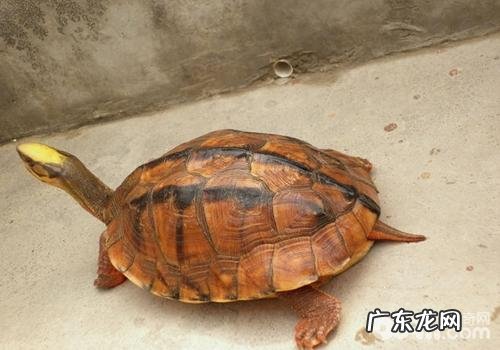 如何防止金钱龟得病