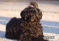 小狗越冬的好多个提议