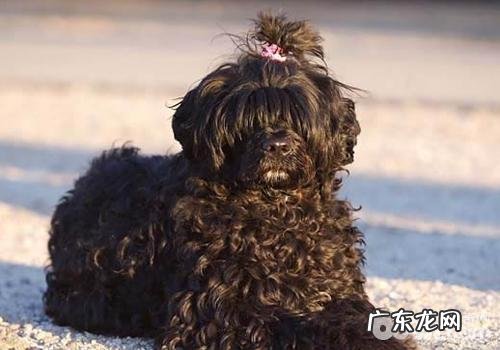 小狗越冬的好多个提议