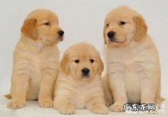 幼狗的冬天管理方法