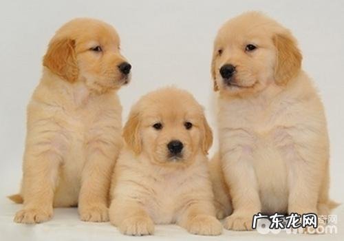 幼狗的冬天管理方法