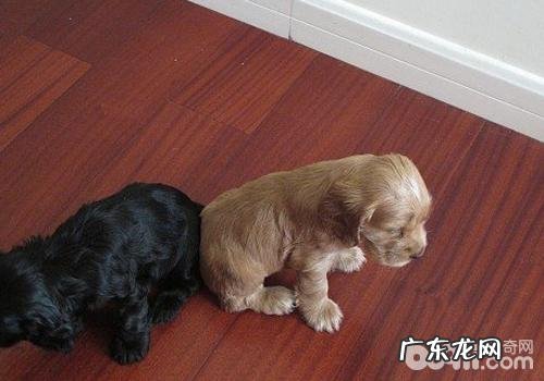 怎样保养新出世的幼狗