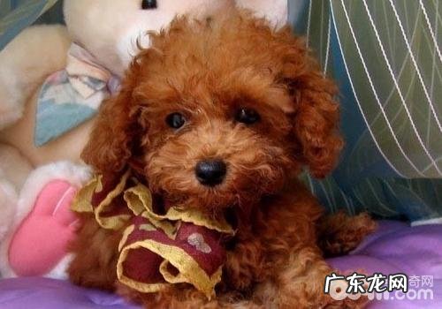 为小狗剪甲需要什么