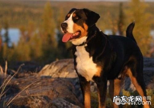 为何要按时地帮小狗洗澡