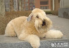 防止小狗食物中毒事件的方法