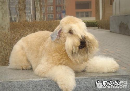 防止小狗食物中毒事件的方法