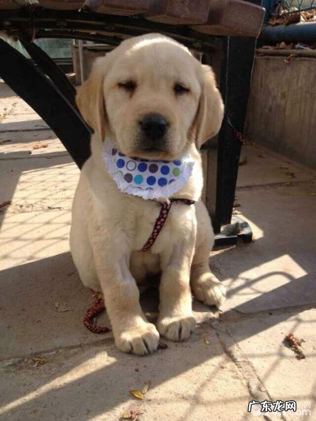 小宠物普遍的喂养方法