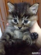 小宠物普遍的喂养方法