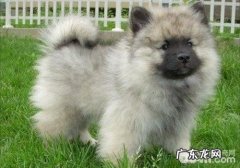 如何防止小狗长双排牙