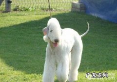 小狗得结石后的常见问题及基本医治