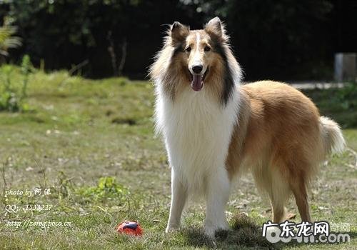 如何给小狗拆换食材