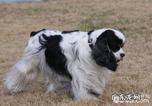 怎样确保小狗营养搭配