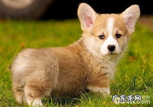 柯基犬的优势有哪些呢？