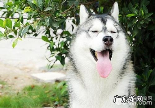 金毛的优优势与劣势