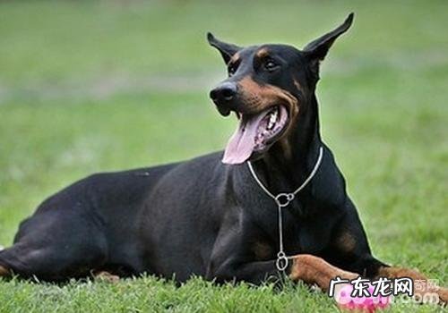 防止小狗人体骨骼病症的三个错误观念