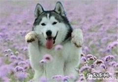 金毛挑食怎么办呢