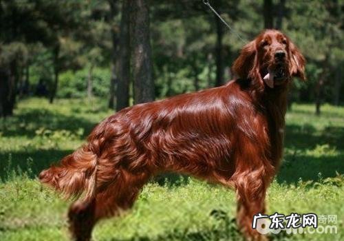 狗狗鼻子干燥的缘故