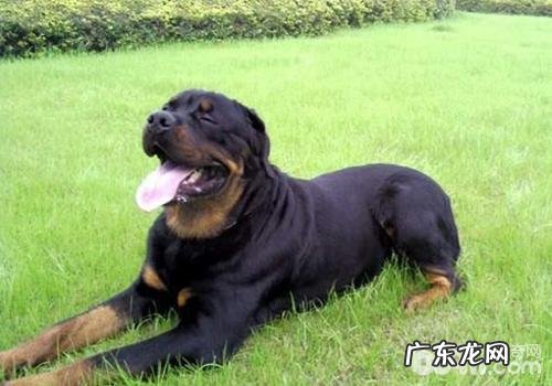 小狗的心肺复苏术