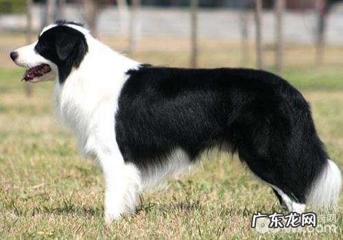 小狗沐浴露的挑选方式