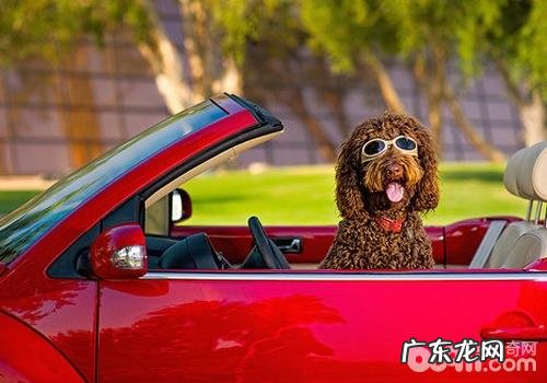 减轻狗狗晕车的方式