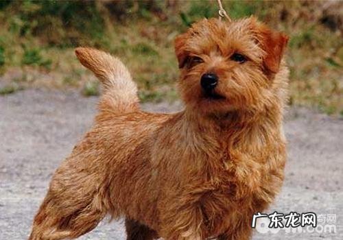 喂养小狗的一些小提议