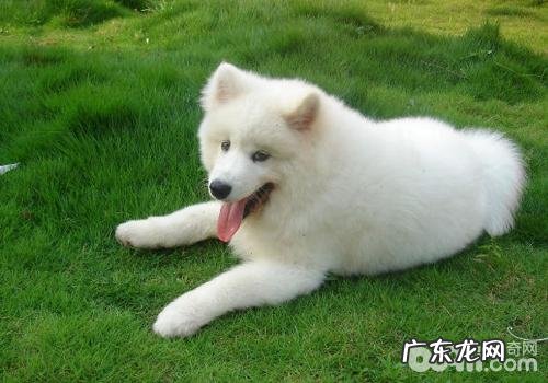 如何辨别小狗的心态