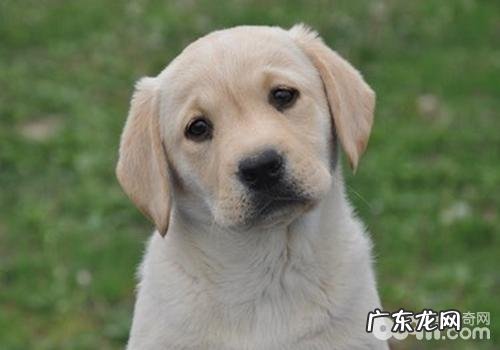 在街上碰到导盲犬要保证“四不一问”