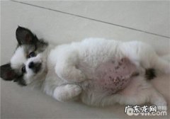 狗狗挑食该怎么办