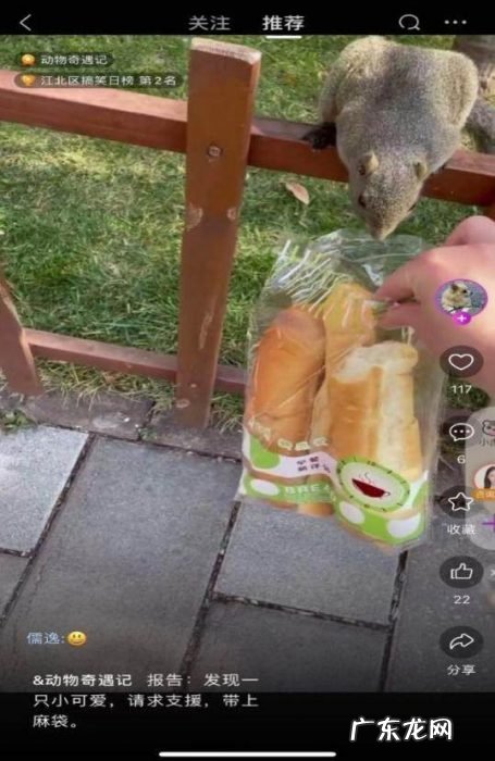 撸猫逗狗秀萌宠上“真快乐”APP开启“动物奇遇记”