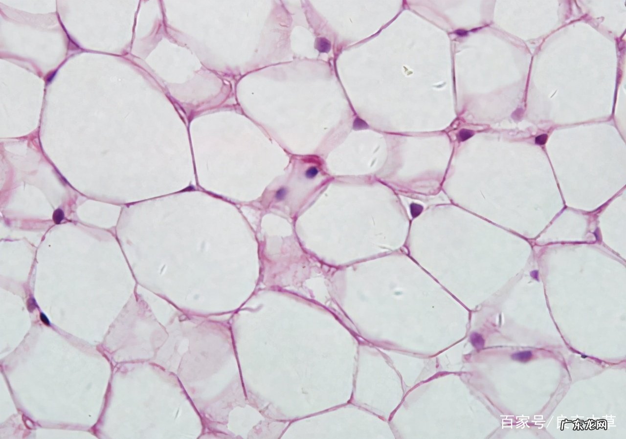 减肥者须知,十大“刮油”食物有哪些呢?