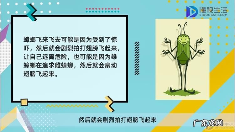 蟑螂在什么情况下会飞？ 蟑螂飞来飞去什么原因