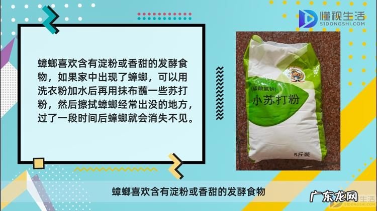 蟑螂在什么情况下会飞？ 蟑螂飞来飞去什么原因