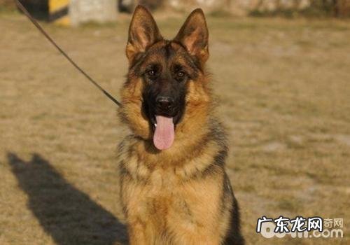 德国牧羊犬合适看门吗