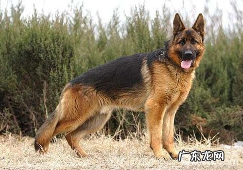 冬天喂养德国牧羊犬的常见问题