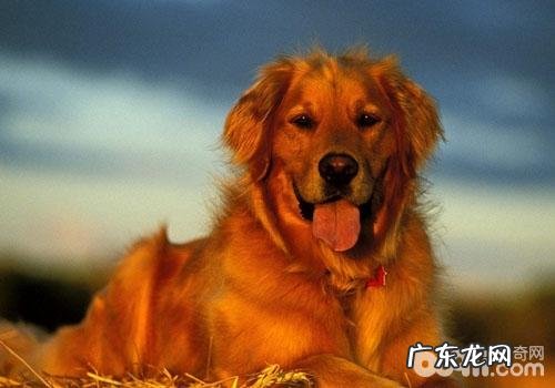 金毛喜爱咬鞋该怎么办