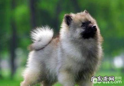 危害小狗食欲的缘故有什么