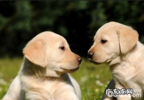 幼狗不适合喂得太撑