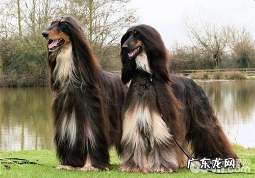 小狗被毛不光滑的缘故