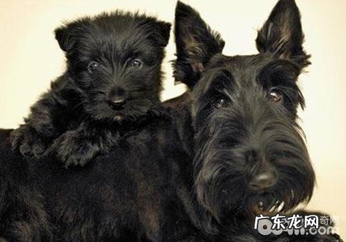 小狗与大家一同用餐的伤害有什么