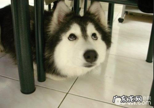 怎样减小狗的杀伤力