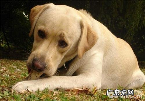 小狗头发不健康的缘故之干躁时节怎么防静电