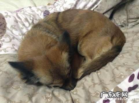 怎样分辨真假犬粮