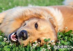 网上购物自制狗粮的虚虚实实