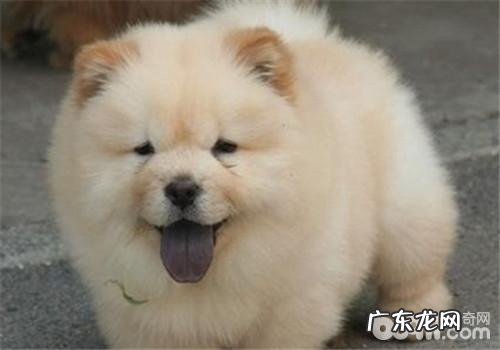 卡比狗粮的真伪识别方法