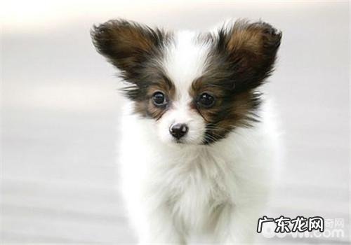 冠能狗粮的真伪识别方法