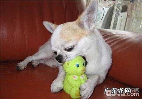 小狗莫名其妙乱叫之处理防范措施