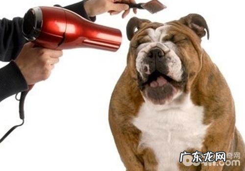 小狗洗完澡不烘干有哪些伤害