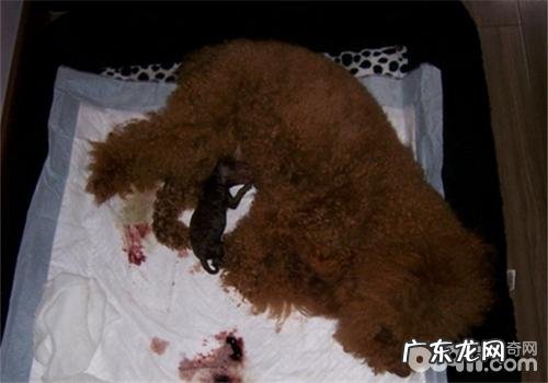 有关小狗怀孕期间如何保胎小常识