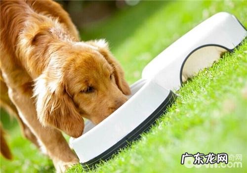 有关小狗怀孕期间如何保胎小常识