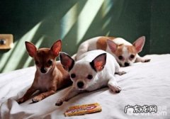 怎样才能给小宠物成功给出检疫证明